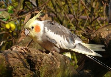 Vogelpark Haßloch