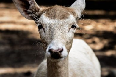 Wald- und Wildpark Rolandseck