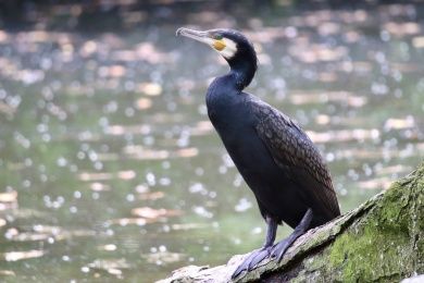 Naturschutzgebiet Lampertheimer Altrhein