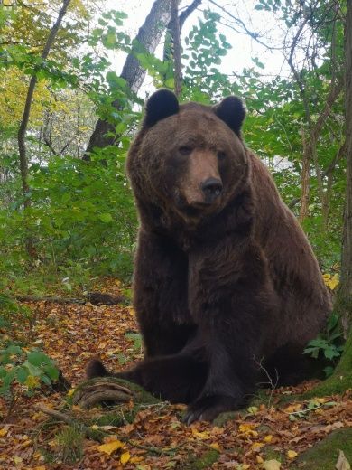 Alternativer Wolf-und Bärenpark