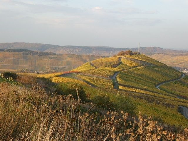 Weinberge