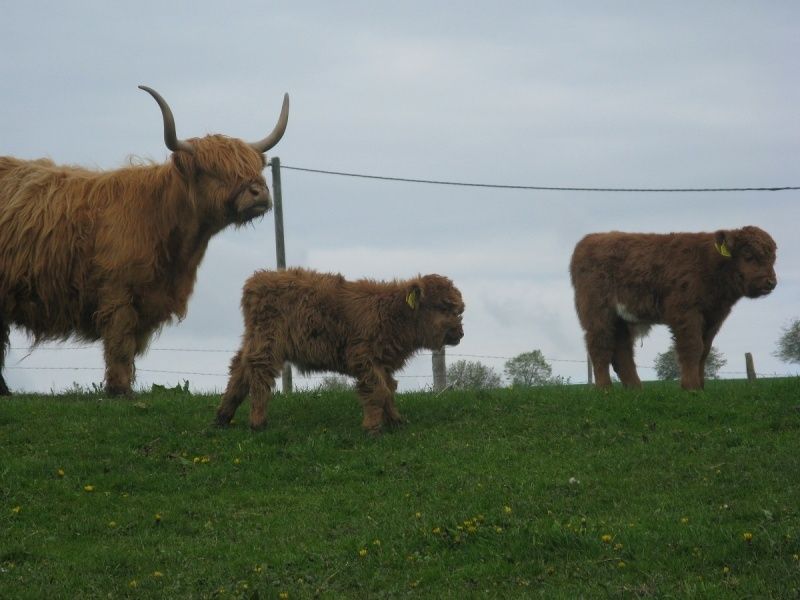 Highland Cattle