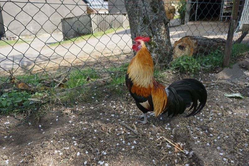 Hier werden Sie noch vom Hahn geweckt 