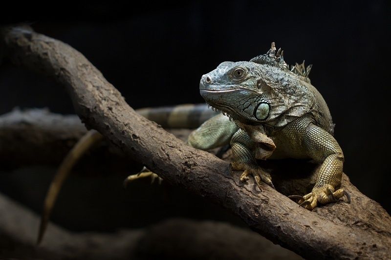 Bild: Reptilium Terrarien- und Wüstenzoo, Fotograf: Tanja Plusczok