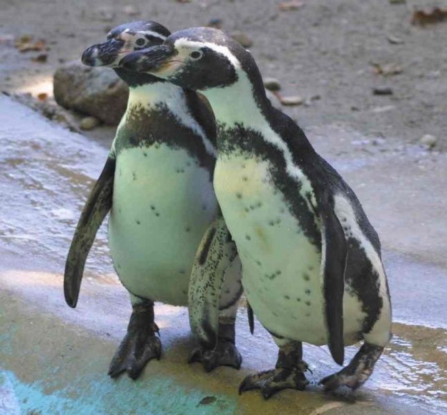 Bild: Zoo Landau in der Pfalz