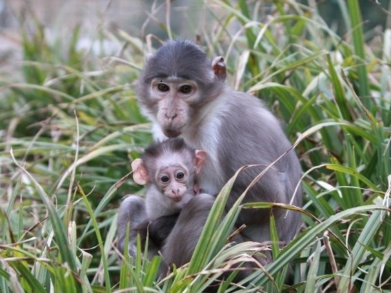 Bild: Zoo Landau in der Pfalz