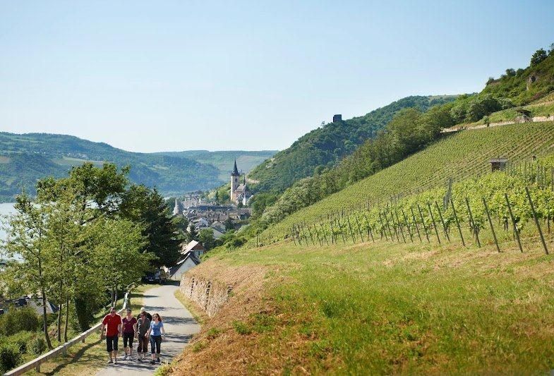 Weinberge oberhalb der Fewo