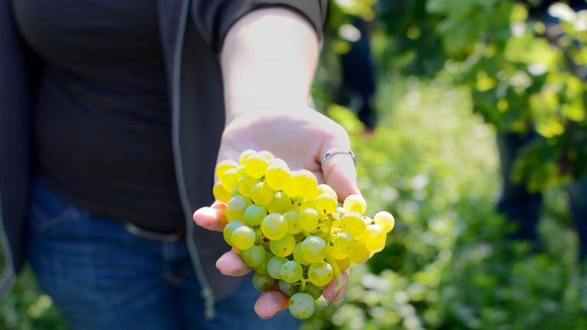 Bei Weinwanderungen und Weinproben lernt man die Arbeit der Winzer am besten kennen.