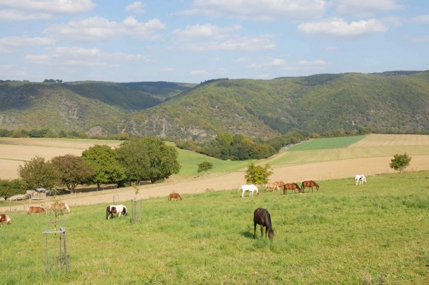 Ferienhäuser - Ferien auf dem Lindenhof - Blick ins Mittelrhein-Tal