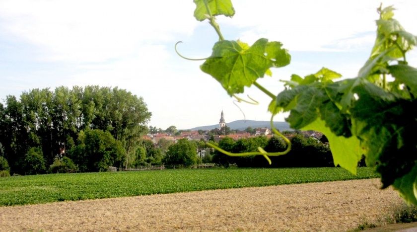 Weingut Mühlmichel & Gästehaus Schloßhof