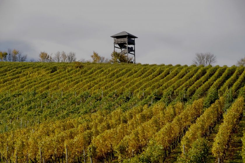 Gutsschänke Felsenstübchen & Winzerhof Härter - Weinproben und Weinbergsführungen, auch für Gruppen