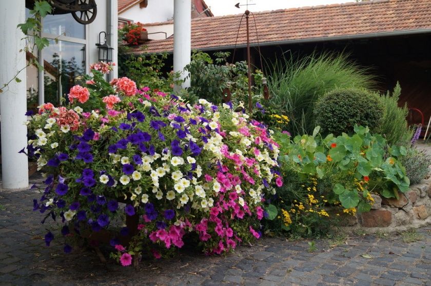 Winzerhaus - im Linsenbusch - Ferienwohnungen & Winzerrestaurant