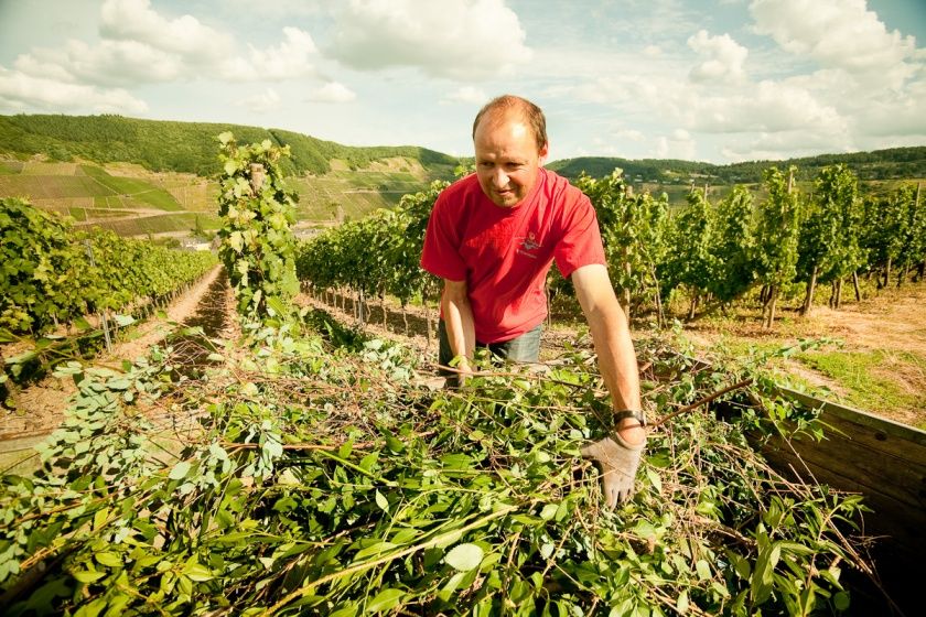 Weinbergsarbeit