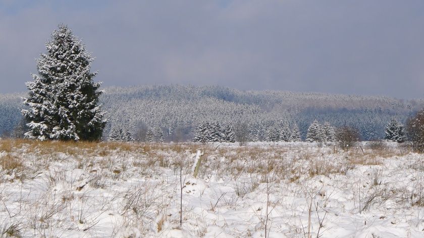 Venn im Winter