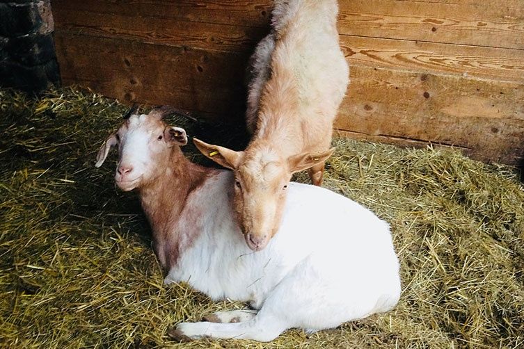 Familien- und Gruppenherberge im alten Hof - Vogelsberg - Bauernhof erleben