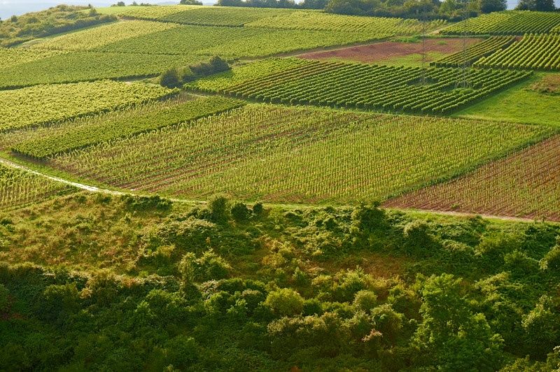 Weingut & Gästehaus Franzmann - Naheweinstraße