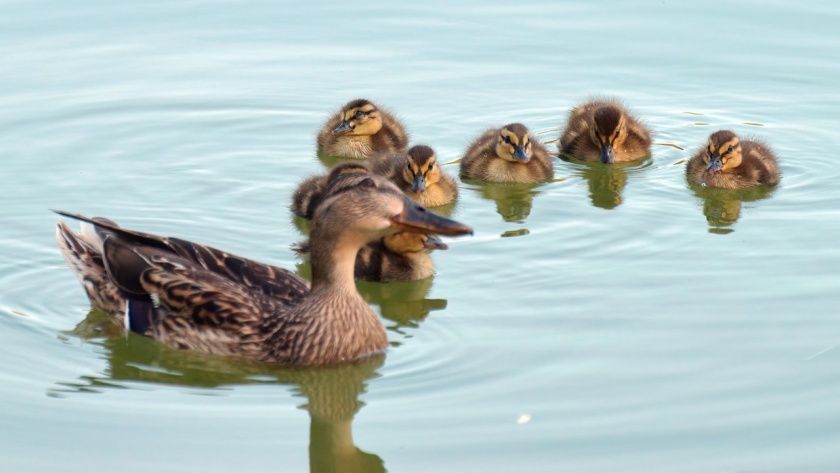 Lambsheimer Weiher