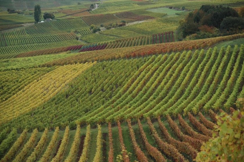 Weingut und Gästehaus Mohrenmühle