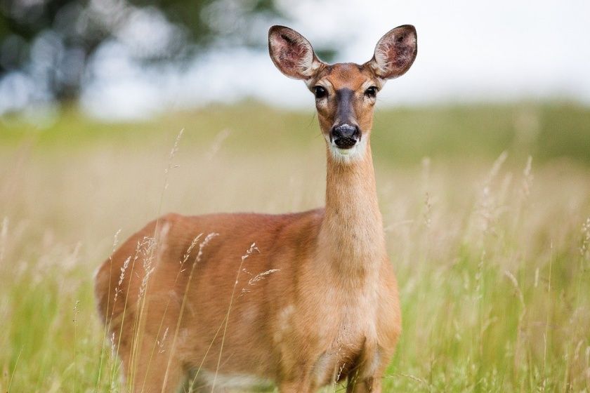 Wildfreigehege Weißhauswald Trier