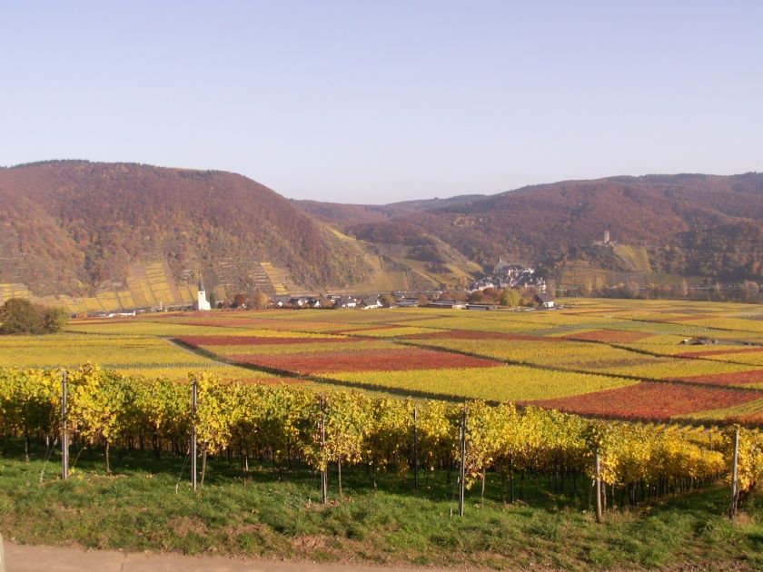 Weinberge