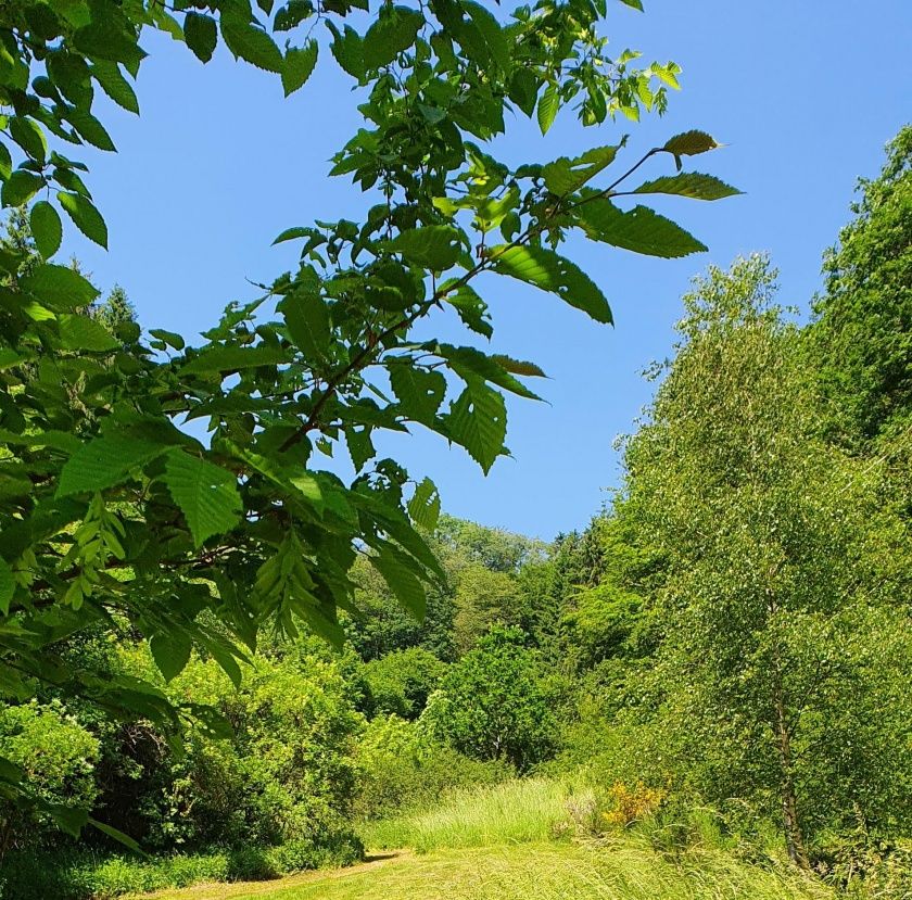 Campingplatz Drei Spatzen