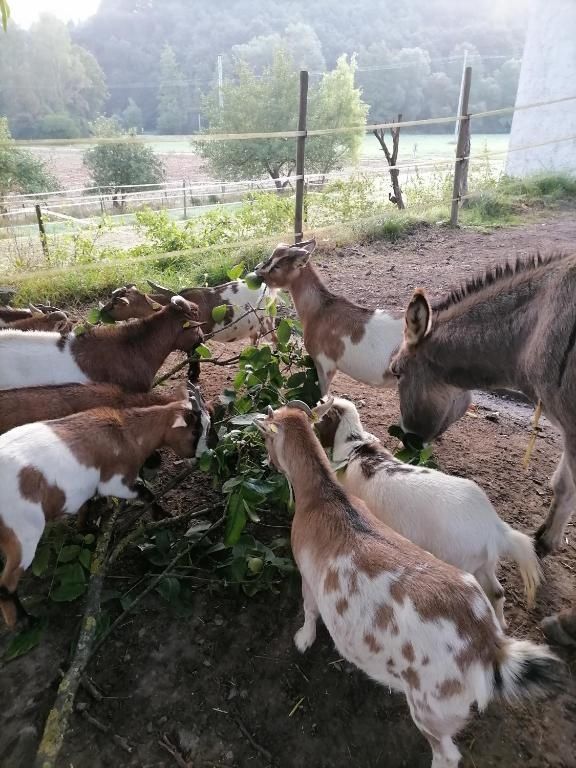 Erlebnisurlaub auf dem Langwieserhof