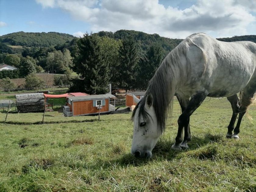 Erlebnisurlaub auf dem Langwieserhof