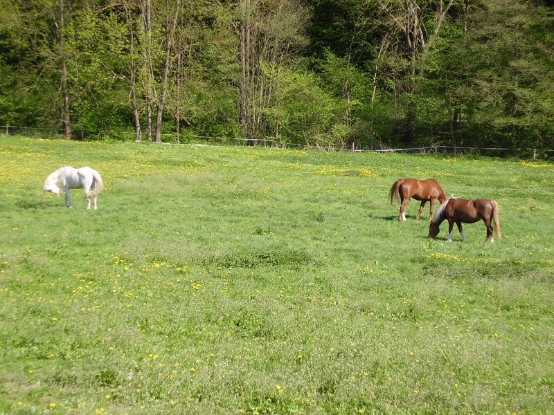 Ferienbauernhof Familie Loch in der Vordereifel