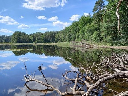 Naturschutzg. Pfälzerwoog