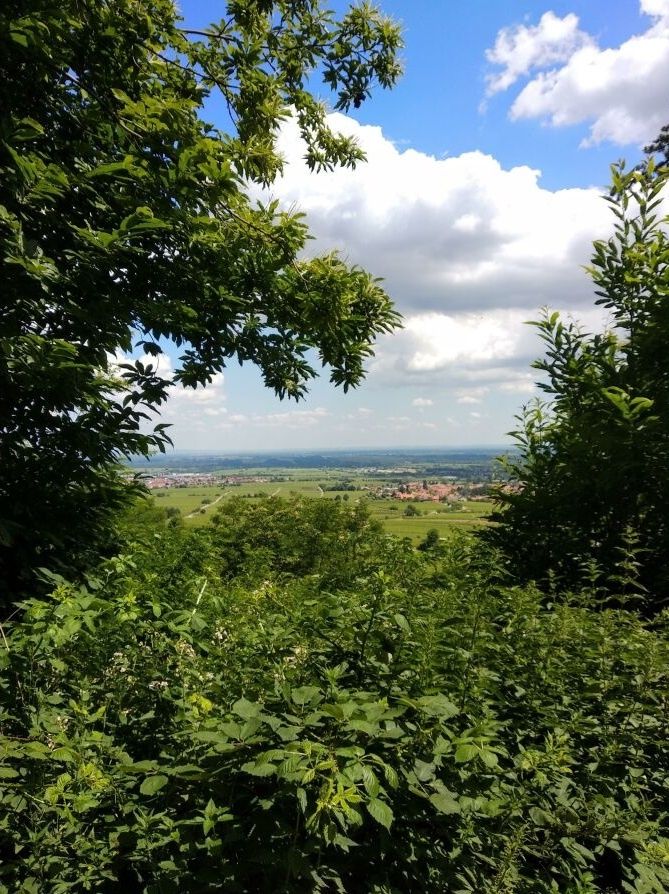 Zwischen Wald und Reben