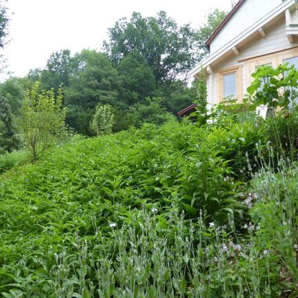 Das Blumenmeer vor dem Tiny House im Frühling