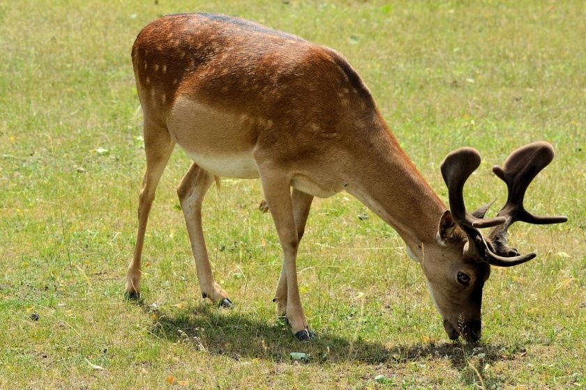 Tierpark Birkenfeld