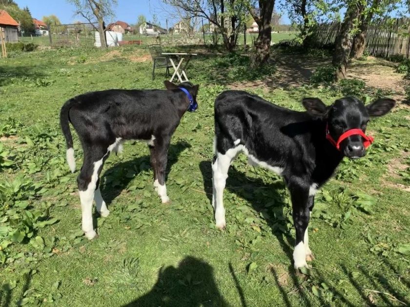 Ferienwohnungen auf dem Schöneberger Bauernhof