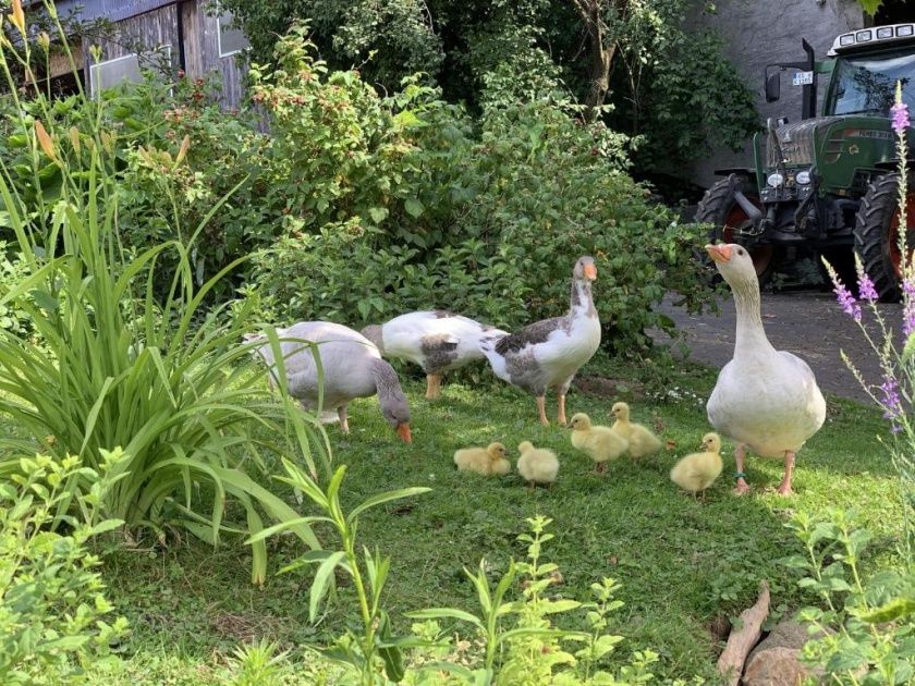 Ferienwohnungen auf dem Schöneberger Bauernhof