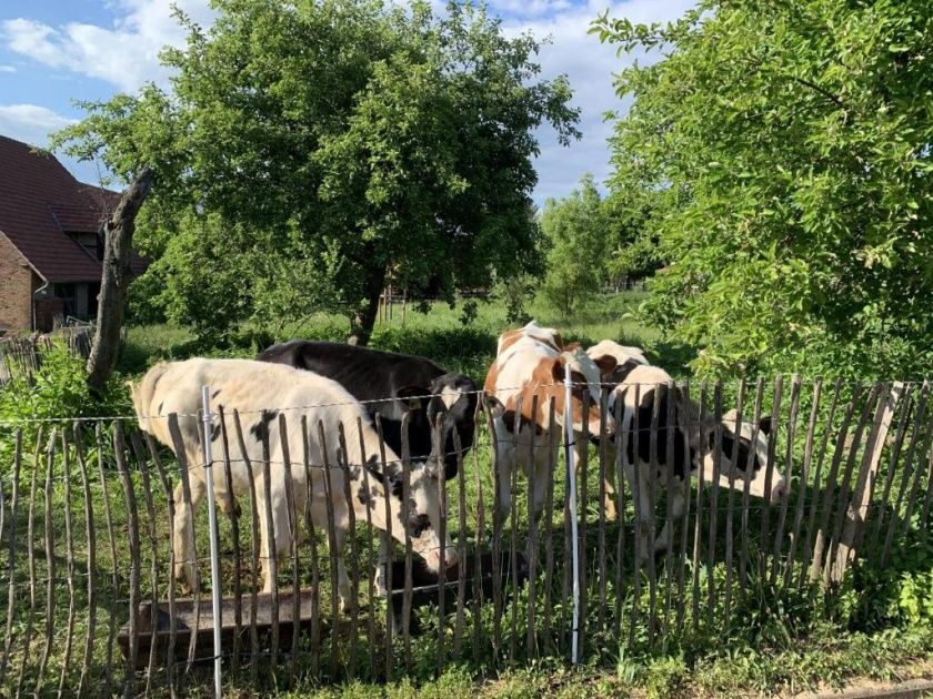 Ferienwohnungen auf dem Schöneberger Bauernhof