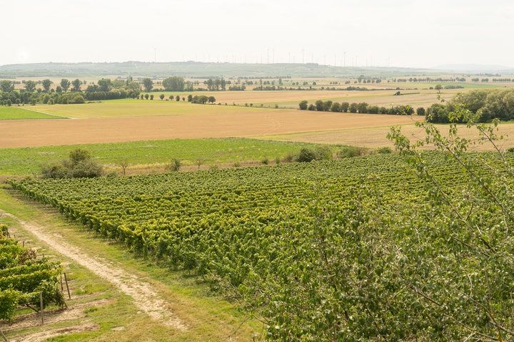 Weingut und FerienApartment H. Engelhard