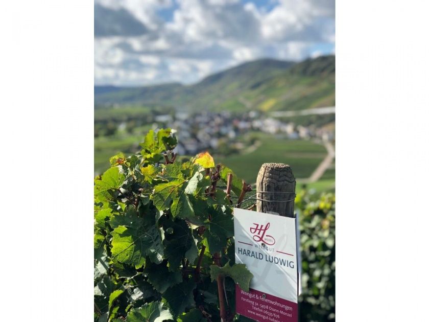 Ferienwohnung 3 Auslese mit Terrasse im Weingut Harald Ludwig an der Mittelmosel