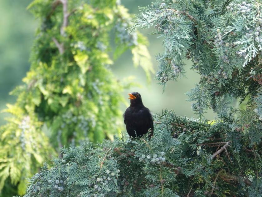 Ferienwohnungen im Pfälzer Wald