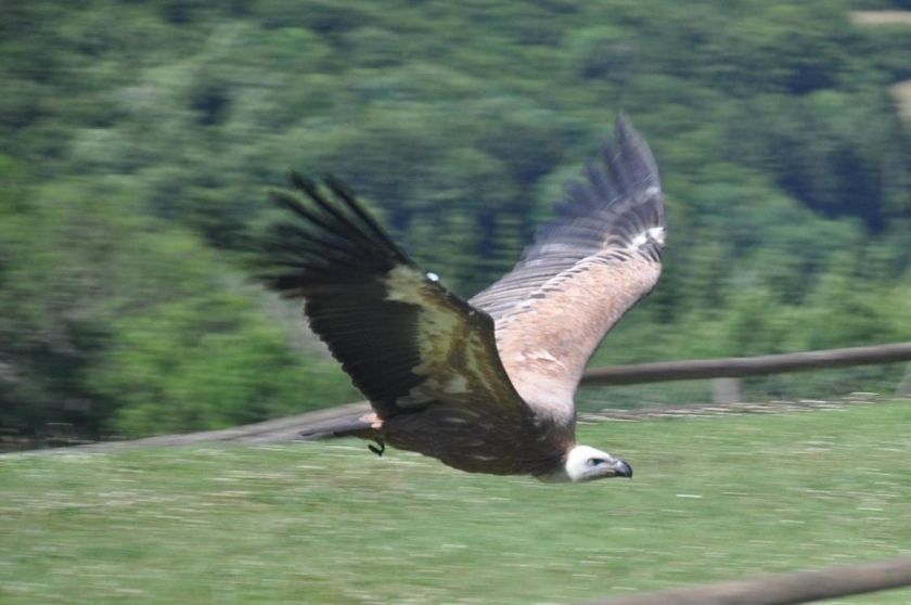 Schäferkarren im Adler- und Wolfspark Kasselburg