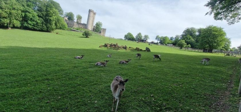 Schäferkarren im Adler- und Wolfspark Kasselburg