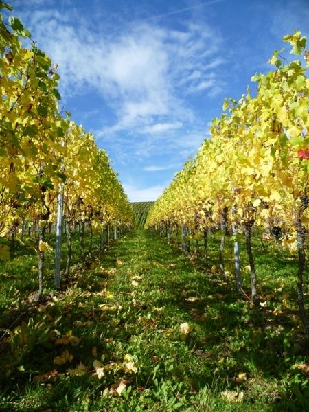 Ferienweingut Kreuz-Bauer in Minheim an der Mosel