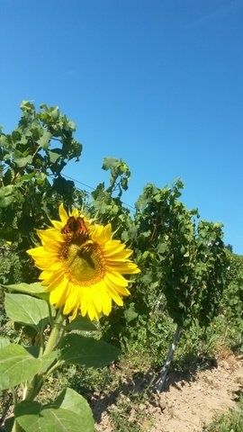 Ferienweingut Kreuz-Bauer in Minheim an der Mosel