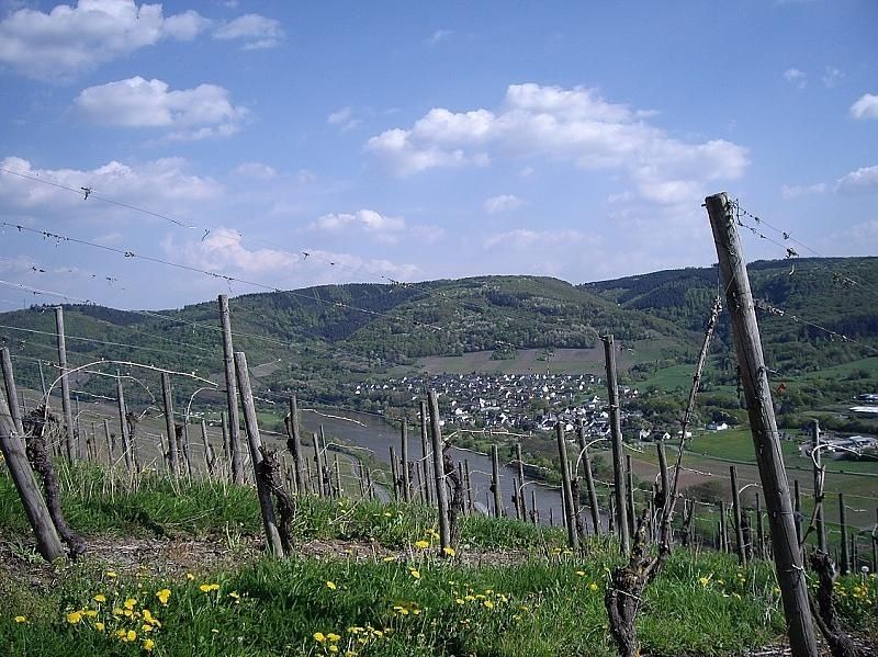 Weingut & Ferienwohnung Winfried Winter - Urlaub auf dem Winzerhof - Mittelmosel