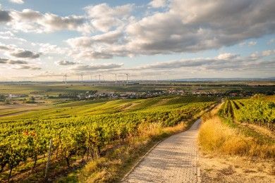 Der Selztal-Radweg zwischen Orbis und Ingelheim