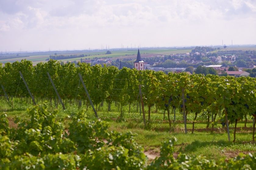 Westhofener Wingertsheisjer Wanderweg 