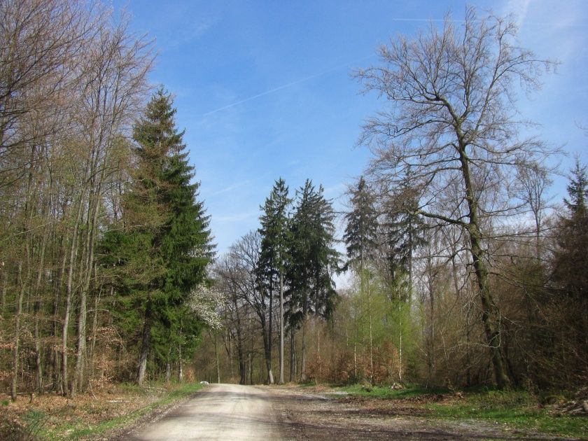 Spessartspur Wildromantische Hirschbornteiche 