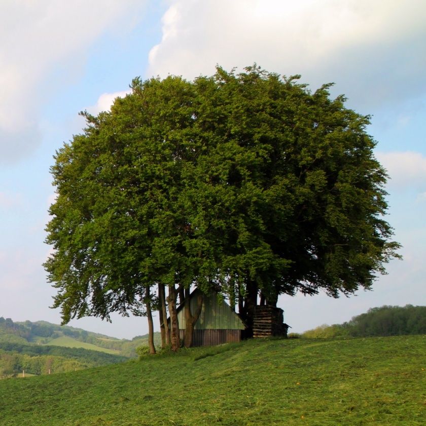 Briloner Waldfeenpfad