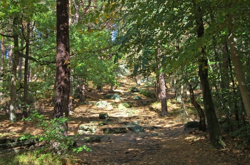 Wald – Erlebnisweg Dahner Felsenland 